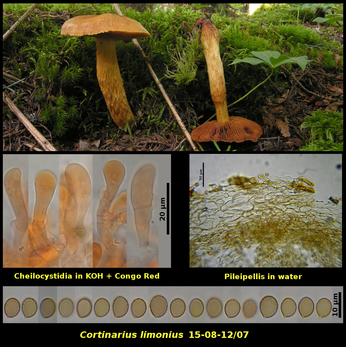 Picture of <i>Cortinarius limonius</i> 15-08-12/07